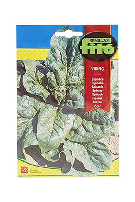 Spinach Viking Vegetable Seeds by Fito for Home Gardening and Organic Farming