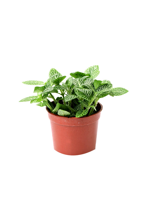 Nerve Plant - Fittonia Albivenis - Plantsworld.ae