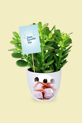 Friendship Day gift Crassula ovata (dollar plant / jade plant succulent)