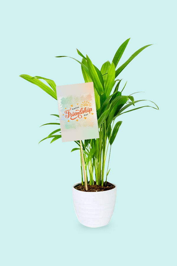 Friendship Day gift Areca Palm small indoor plant
