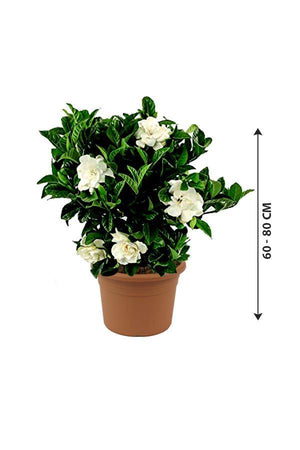 Gardenia -Cape Jasmine Outdoor Flower Plant - Plantsworld.ae - {{ varient.name }}