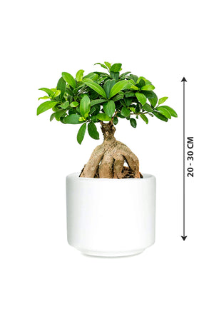 Ginseng Bonsai - Bonsai Plants - Plantsworld.ae