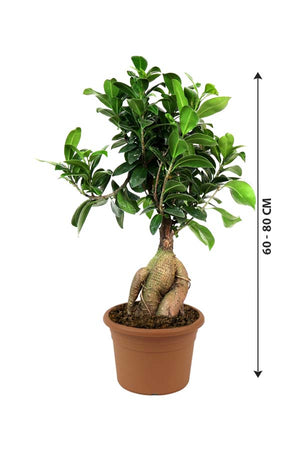 Ginseng Bonsai - Bonsai Plants - Plantsworld.ae