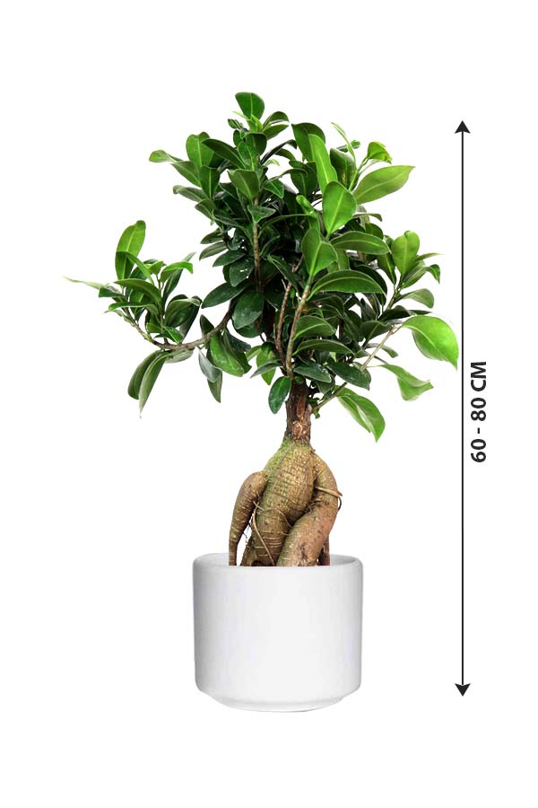 Ginseng Bonsai - Bonsai Plants - Plantsworld.ae