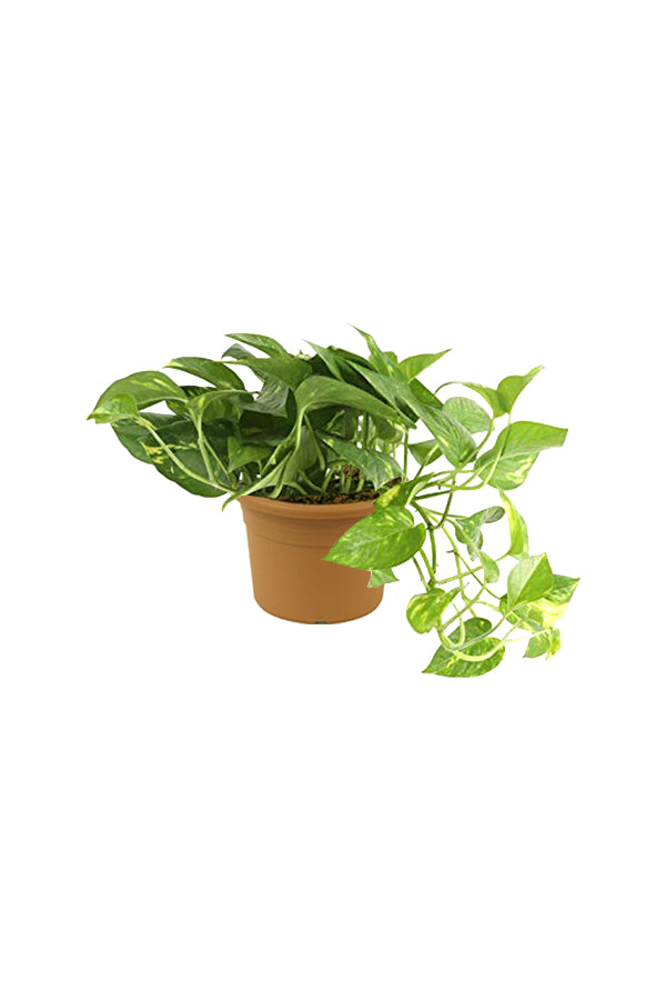 Golden Pothos - Epipremnum Aureum - Plantsworld.ae