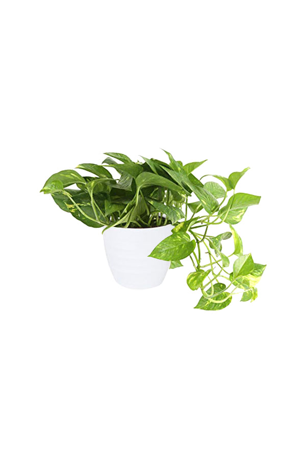 Golden Pothos Scindapsus Aureus Devil’s Ivy Indoor Plant with Hanging Vines

