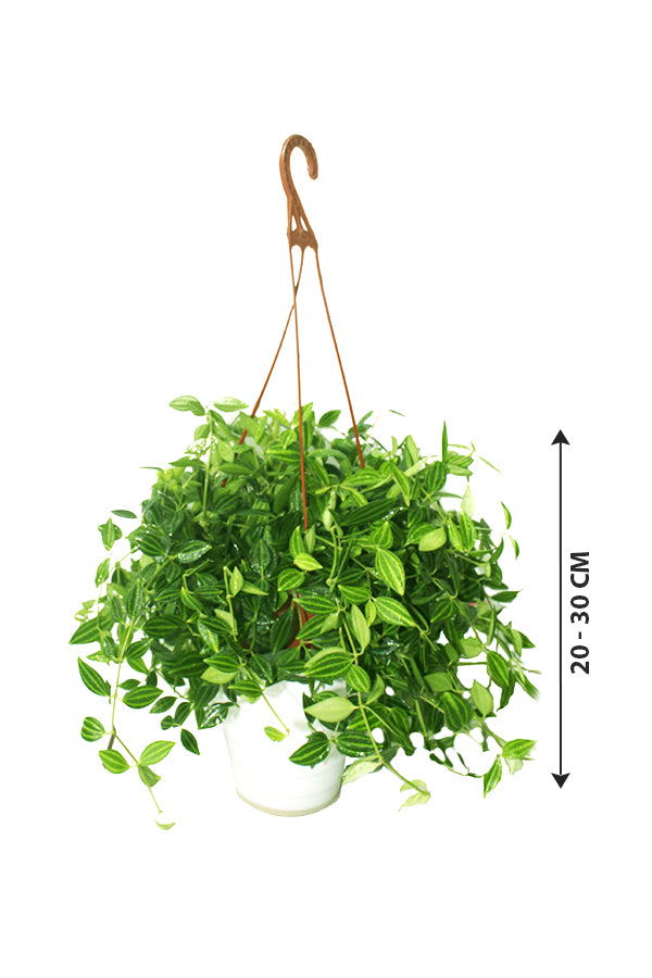 Green Leaf Peperomia - Air Purifier Plant - Plantsworld.ae