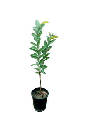 Guava Tree Psidium Guajava Outdoor Fruit Plant - Healthy and Delicious Guava Fruits | PlantsWorld.ae