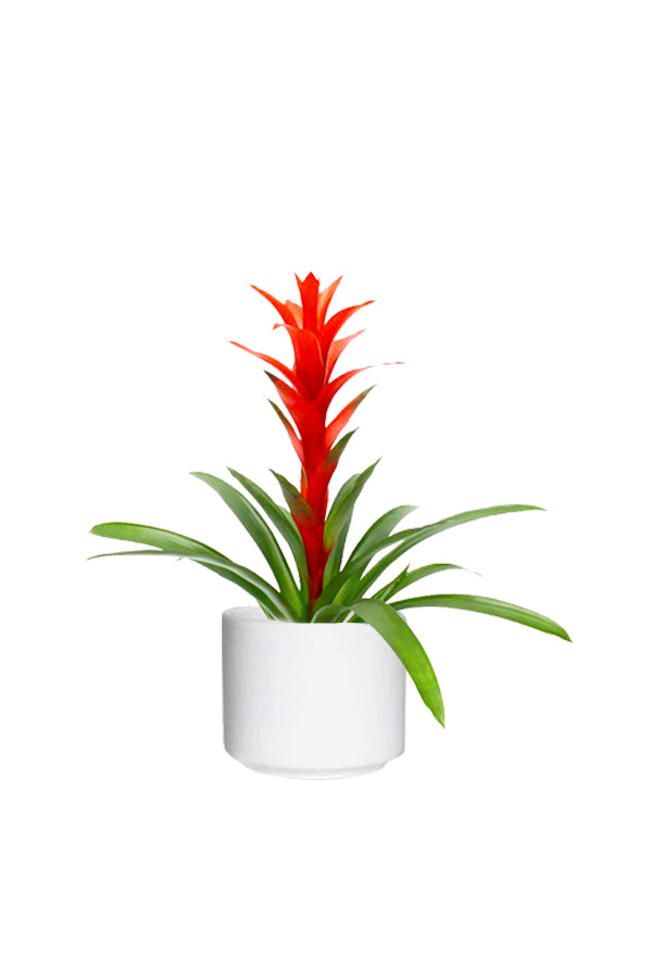 Guzmania - Guzmania Lingulata - Plantsworld.ae