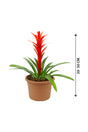 Guzmania - Guzmania Lingulata - Plantsworld.ae