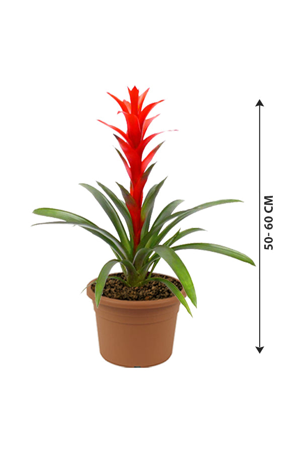 Guzmania - Guzmania Lingulata - Plantsworld.ae