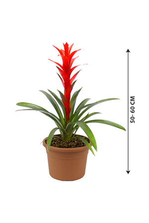 Guzmania - Guzmania Lingulata - Plantsworld.ae