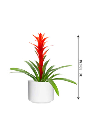 Guzmania - Guzmania Lingulata - Plantsworld.ae