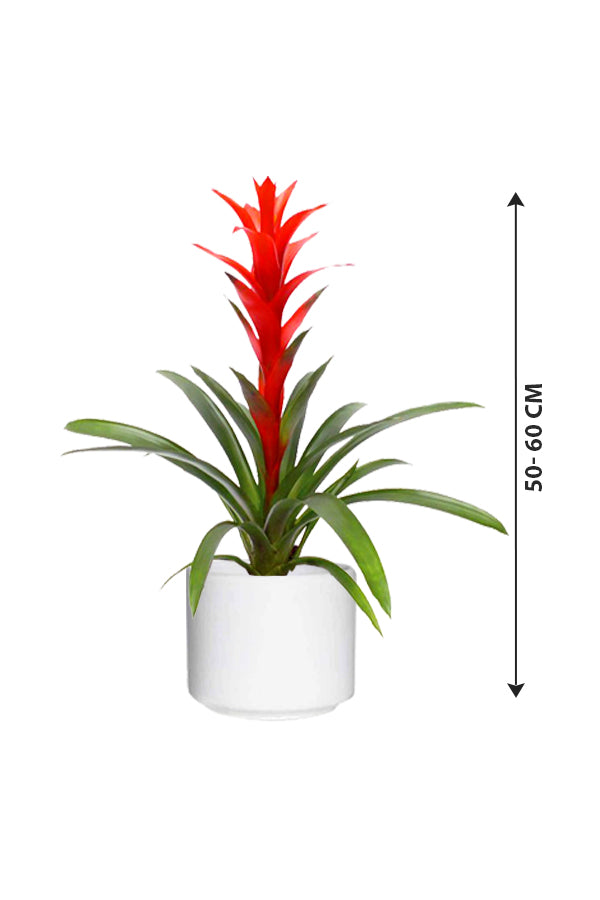 Guzmania - Guzmania Lingulata - Plantsworld.ae