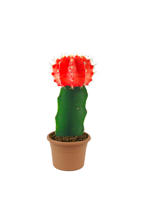Gymnocalycium Jap - Red Cap Cactus - Plantsworld.ae