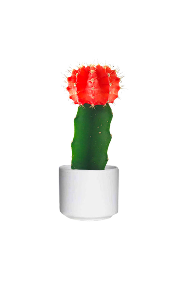Gymnocalycium Jap – Red Cap Cactus with vibrant red crown in a decorative pot
