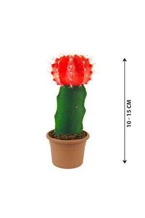 Gymnocalycium Jap - Red Cap Cactus - Plantsworld.ae