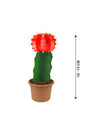 Gymnocalycium Jap - Red Cap Cactus - Plantsworld.ae
