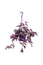 Purple Passion Plant with Velvety Purple Leaves in Decorative Pot

