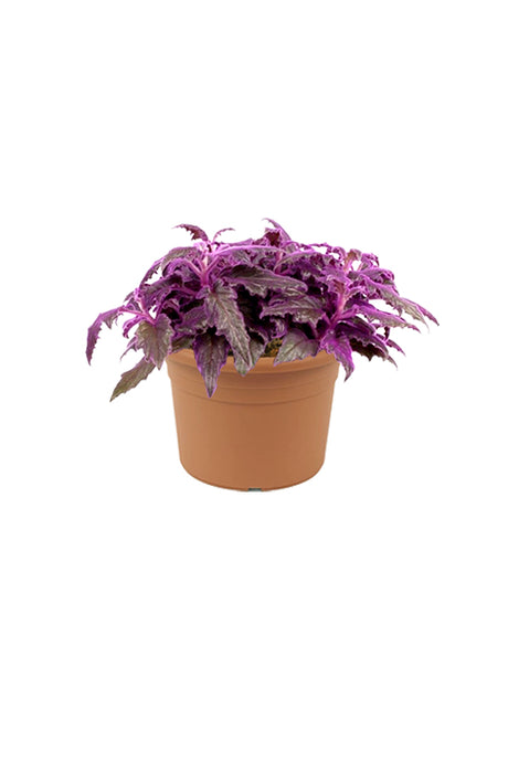 Gynura Aurantiaca - Purple Passion - Plantsworld.ae