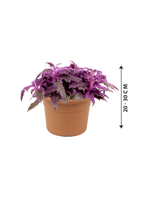 Gynura Aurantiaca - Purple Passion - Plantsworld.ae