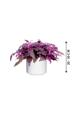Gynura Aurantiaca - Purple Passion - Plantsworld.ae