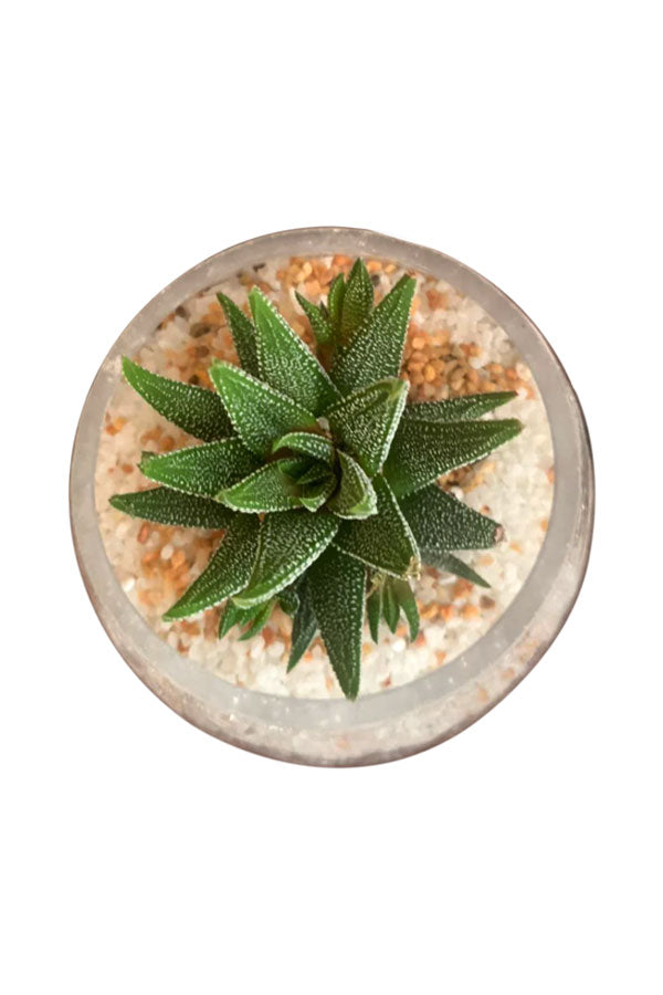 aworthia Minima succulent in a clear fishbowl planter, perfect for indoor décor and low-maintenance care at Plantsworld.ae.

