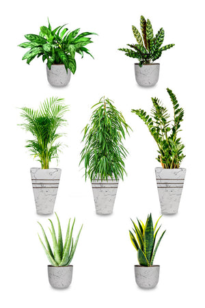 Premium health club plant collection with easy-care indoor plants arranged in modern planters for office or gym décor.