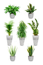 Premium health club plant collection with easy-care indoor plants arranged in modern planters for office or gym décor.