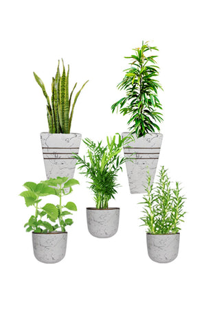 Titanium Saloon and Spa plant combo featuring Snake Plant, Ficus Alii Tree, Bamboo Palm, Rosemary, and Cuban Oregano in decorative indoor pots.