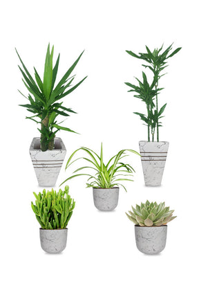 Premium Health Club plant combo featuring Yucca, Dracaena Janet Craig, Succulent, Crassula Hobbit, and Spider Plant Lemon in decorative indoor pots.