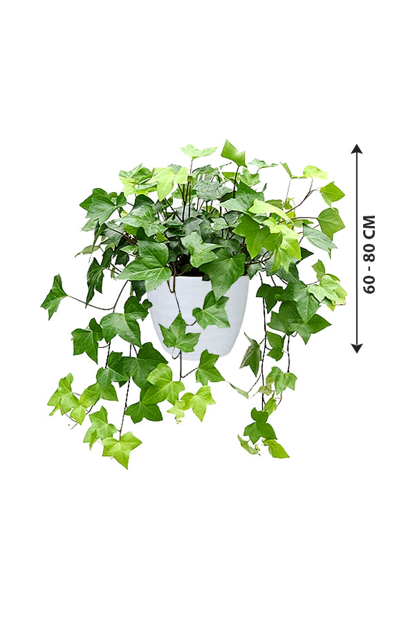 Hedera Helix Variegated - English Ivy - Plantsworld.ae