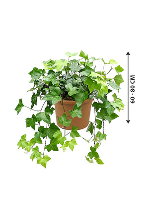 Hedera Helix Variegated - English Ivy - Plantsworld.ae
