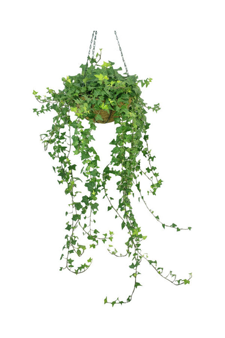 Hedera Bushy Plant - English Ivy - Plantsworld.ae