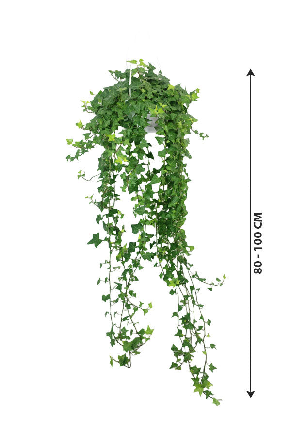 Hedera Bushy Plant - English Ivy with Lush Green Trailing Vines
