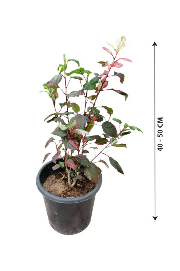 Variegated Hibiscus - Hibiscus Rosa-Sinensis - Plantsworld.ae