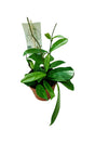 Hoya Carnosa Wax Plant with Trailing Vines and Wax-Like Flowers