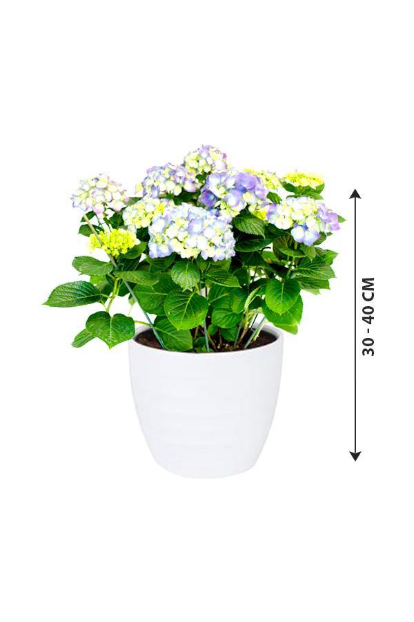 Hydrangea - Hydrangea Macrophylla - Plantsworld.ae - {{ varient.name }}