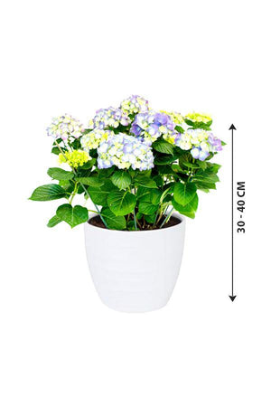Hydrangea - Hydrangea Macrophylla - Plantsworld.ae - {{ varient.name }}