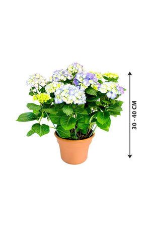 Hydrangea - Hydrangea Macrophylla - Plantsworld.ae - {{ varient.name }}