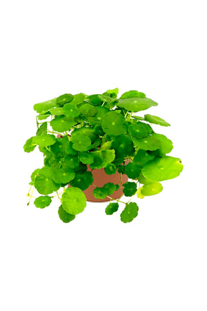Centella asiatica (Indian pennywort) outdoor water plant growing in plastic nursery pot