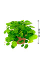 India Pennywort -Centella asiatica - Plantsworld.ae