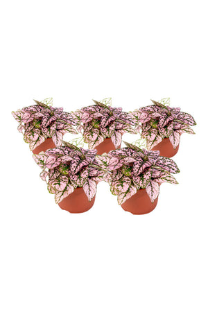 Hypoestes Mix – Polka Dot Plant - Plantsworld.ae