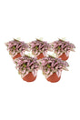 Hypoestes Mix – Polka Dot Plant - Plantsworld.ae