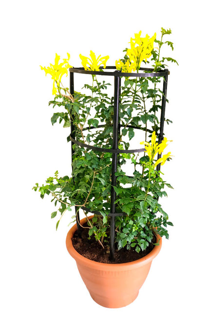Cape Honeysuckle - Tecoma Capensis - Plantsworld.ae