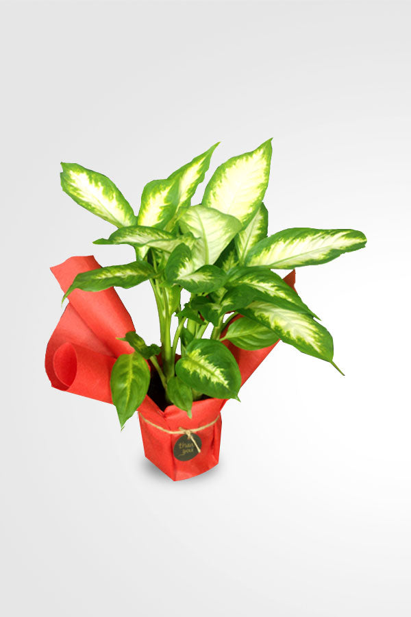 Elegant Dieffenbachia Camilla indoor foliage plant gift