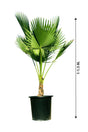 Washingtonia Robusta Mexican Fan Palm for Tropical Outdoor Landscaping