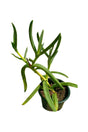 Ice Plant (Aizoaceae) with Vibrant Flowers - Drought-Tolerant Outdoor Plant