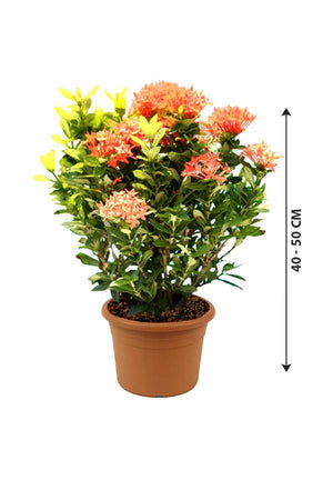 Ixora-Ixora Coccinea - Ixora-Ixora Coccinea - Plantsworld.ae