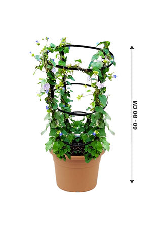 Jacquemontia Marathi - Jacquemontia - Plantsworld.ae